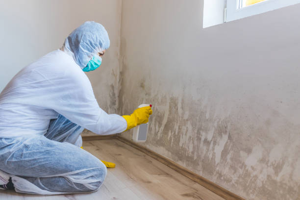 Licensed Attic Mold Removal service in Dayton, OR - WQB Mold Removal