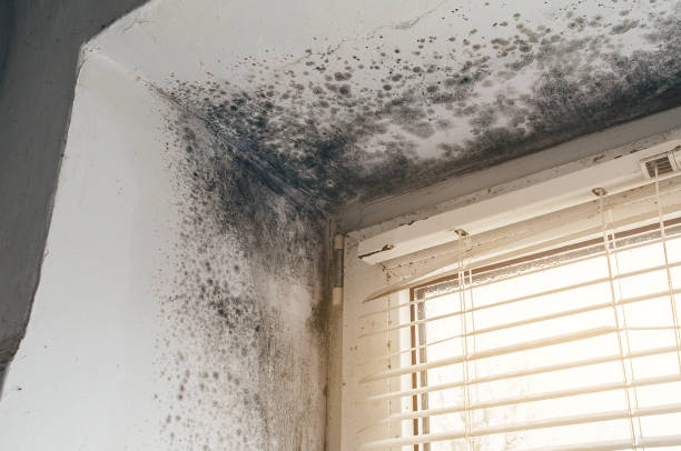 Affordable Attic Mold Removal solutions in Dayton, OR